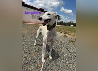 Amatista geb. 02/2019 (ESP) - wunderschöne Traumgalga möchte neu beginnen!