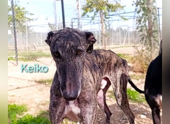 Keiko geb. 07/2020 (ESP) - liebevoller Galgomann sucht seine Familie!