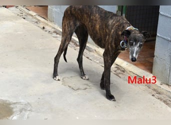 Malu3 geb. 02/2016 (ESP) - liebevolle Galga hat endlich ihr Glück verdient!
