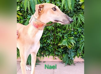Nael geb. 11/2023 (ESP) - edler, sensibler und wunderschöner Galgo!