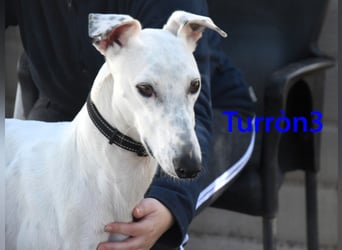 Turròn3 geb. 06/2022 (ESP) - außergewöhnlich schöner und liebevoller Galgo!