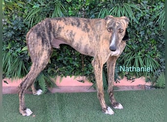 Nathaniel geb. 07/2021 (ESP) - lieber, ausgeglichener und verschmuster Galgo!