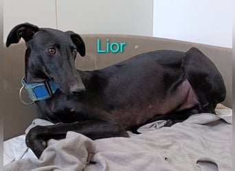 Lior geb. 11/2023 (ESP) - zärtlicher und unterwürfiger Galgo!