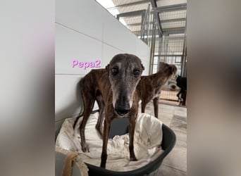 Pepa2 geb. 01/2015 (ESP) - sanfte, soziale Galga verdient endlich ein schönes Leben!