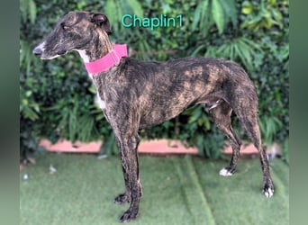 Chaplin1 geb. 01/2023 (ESP) - ruhiger und anhänglicher, sanfter Galgo!