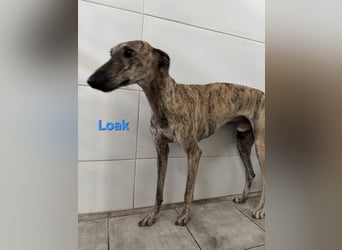 Loak geb. 08/2022 (ESP) - sanfter, wunderschöner Galgo sucht seine Menschen!