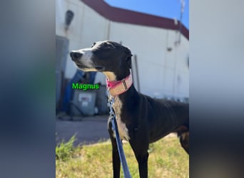 Magnus geb. 06/2019 (ESP) - edler Galgorüde. Ein echter Schatz sucht sein Körbchen!