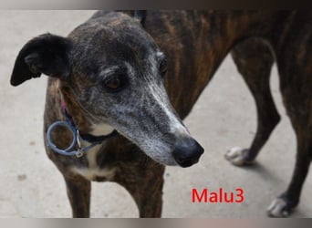 Malu3 geb. 02/2016 (ESP) - liebevolle Galga hat endlich ihr Glück verdient!