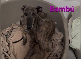 Bambú geb. 08/2019 (ESP) - diese sanfte Galga sucht erfahrene Menschen!