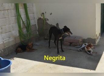 Negrita geb. 09/2022 (ESP) - edle und menschenbezogene Galga, eine treue Seele!
