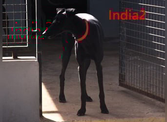 India2 geb. 07/2023 (ESP) - sehr freundliche und soziale, hübsche Galga!