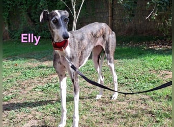Elly geb. 07/2020 (in Deutschland) - liebevolle, verspielte Rauhhaargalga!