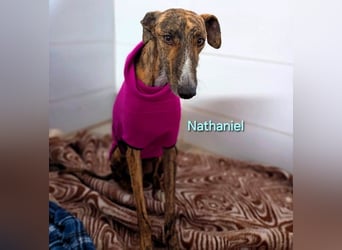 Nathaniel geb. 07/2021 (ESP) - lieber, ausgeglichener und verschmuster Galgo!