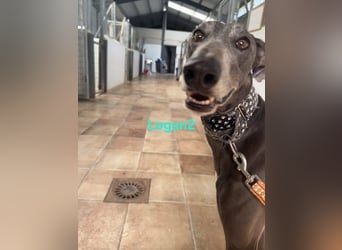 Logan2 geb. 01/2024 (ESP) - ausgeglichener und sozialer Galgo in seltener Farbe!