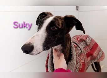 Suky geb. 02/2023 (ESP) - fröhliche und liebevolle Galgo Espanol Hündin sucht eine Familie!
