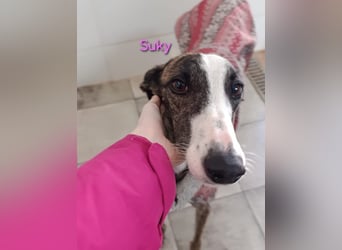 Suky geb. 02/2023 (ESP) - fröhliche und liebevolle Galgo Espanol Hündin sucht eine Familie!