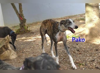 Pako geb. 07/2022 (ESP) - unheimlich lieber, fröhlicher Galgo!