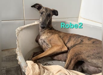 Robe geb. 07/2024 (ESP) - schüchterner Galgo möchte endlich sein Potenzial leben!