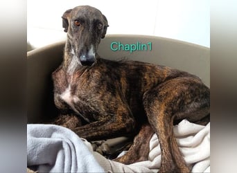 Chaplin1 geb. 01/2023 (ESP) - ruhiger und anhänglicher, sanfter Galgo!