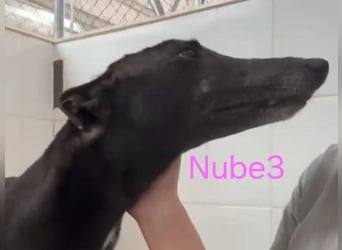 Nube3 geb. 03/2024 (ESP) - dringend Pflegestelle oder Zuhause für liebevolle Galga gesucht!