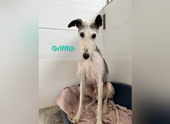 Griffith geb. 01/2021 (ESP) - ein ganz besonderer Galgo sucht seine Menschen!