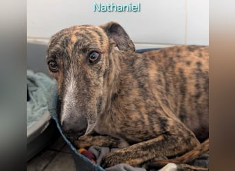 Nathaniel geb. 07/2021 (ESP) - lieber, ausgeglichener und verschmuster Galgo!