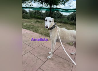 Amatista geb. 02/2019 (ESP) - wunderschöne Traumgalga möchte neu beginnen!