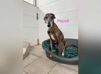 Pepa2 geb. 01/2015 (ESP) - sanfte, soziale Galga verdient endlich ein schönes Leben!