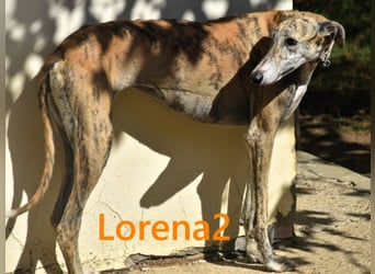Lorena2 geb. 08/2023 (ESP) - total liebe und verschmuste Galga sucht ihr Glück!