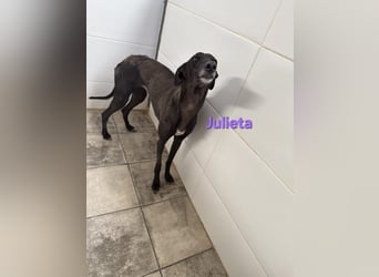 Julieta geb. 05/2024 (ESP) - fröhliche, wunderschöne Galga. Ein echter Sonnenschein!
