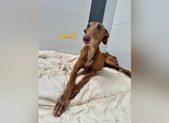 Lula3 geb. 11/2021 (ESP) - wunderschöne Galga... ihre Geschichte soll endlich ein Happy End haben!