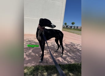 Magnus geb. 06/2019 (ESP) - edler Galgorüde. Ein echter Schatz sucht sein Körbchen!