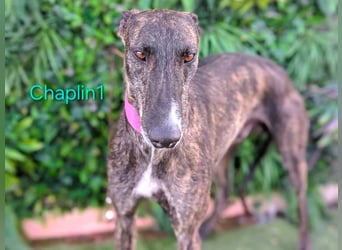 Chaplin1 geb. 01/2023 (ESP) - ruhiger und anhänglicher, sanfter Galgo!