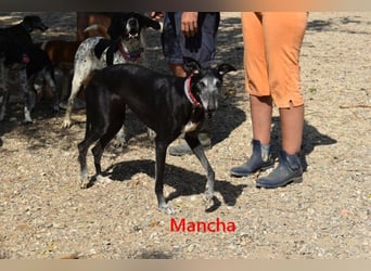 Mancha geb. 06/2019 (ESP) - liebevolle, zärtliche Galga sucht ihre Menschen!
