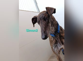 Simon2 geb. 09/2019 (ESP) - unkomplizierter Galgo verdient endlich sein Glück!