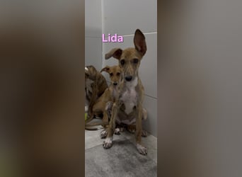 Lida geb. 06/2026 (ESP) - offenes, fröhliches Galgomädchen. Unser Sonnenschein!