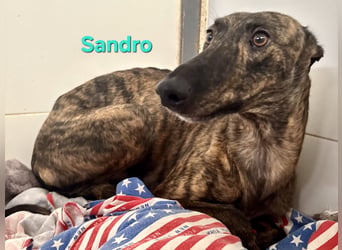 Sandro geb. 08/2024 (ESP) - schüchterner Galgo der so viel mehr verdient hat!