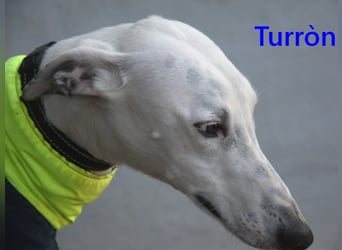 Turròn3 geb. 06/2022 (ESP) - außergewöhnlich schöner und liebevoller Galgo!