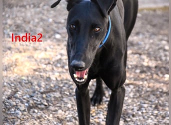 India2 geb. 07/2023 (ESP) - sehr freundliche und soziale, hübsche Galga!