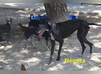 Negrita geb. 09/2022 (ESP) - edle und menschenbezogene Galga, eine treue Seele!