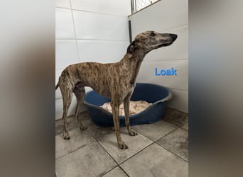 Loak geb. 08/2022 (ESP) - sanfter, wunderschöner Galgo sucht seine Menschen!
