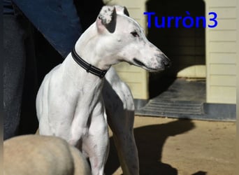 Turròn3 geb. 06/2022 (ESP) - außergewöhnlich schöner und liebevoller Galgo!