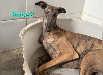 Robe geb. 07/2024 (ESP) - schüchterner Galgo möchte endlich sein Potenzial leben!