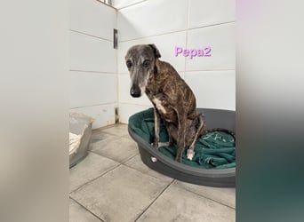 Pepa2 geb. 01/2015 (ESP) - sanfte, soziale Galga verdient endlich ein schönes Leben!