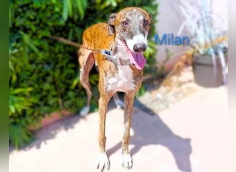 Milan geb. 06/2020 (ESP) - ausgeglichener, anhänglicher und sanfter Galgo!