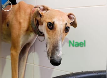 Nael geb. 11/2023 (ESP) - edler, sensibler und wunderschöner Galgo!