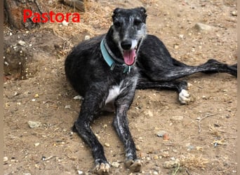 Pastora geb. 06/2021 (ESP) - liebevolle und verschmuste, rauhaarige Traum-Galga!