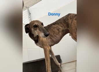 Donny geb. 04/2022 (ESP) - sanfter Galgo der so viel mehr verdient hat!