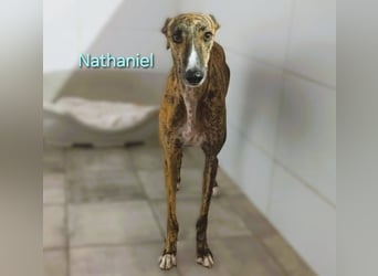 Nathaniel geb. 07/2021 (ESP) - lieber, ausgeglichener und verschmuster Galgo!