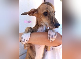 Elsie geb. 06/2026 (ESP) - verspielte Galgowelpin will die Welt entdecken!